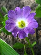 halványlila Virág Nolana  fénykép