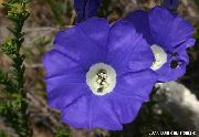 modrý Kvetina Nolana  fotografie