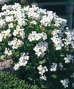 თეთრი ყვავილების Aubrieta, როკ კრეს  ფოტო