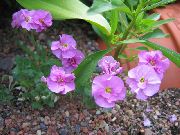 粉红色 花 Aubrieta，岩水芹  照片