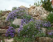 γαλάζιο λουλούδι Ωβριέτα, Κάρδαμο (Aubrieta) φωτογραφία