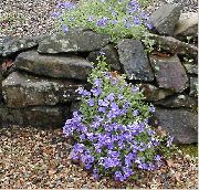gaiši zils Zieds Aubrieta, Rock Kreses  foto