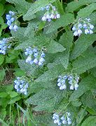 garden flowers light blue Comfrey Symphytum  photos, description, cultivation and planting, care and watering