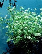 Voda Celer, Peršin Voda, Voda Dropwort bijela Cvijet