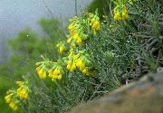 ყვითელი ყვავილების ოქროს წვეთი (Onosma) ფოტო