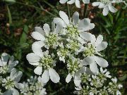 bílá Květina Minoan Krajky, Bílá Krajka Květ (Orlaya) fotografie