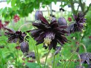 μαύρος λουλούδι Columbine Flabellata, Ευρωπαϊκό Columbine (Aquilegia) φωτογραφία