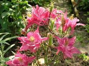 vaaleanpunainen Kukka Columbine Flabellata, Eurooppalainen Akileija (Aquilegia) kuva