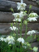 თეთრი ყვავილების Columbine Flabellata, ევროპული Columbine (Aquilegia) ფოტო