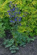 modrý Kvetina Orlíček Flabellata, Európsky Orlíček (Aquilegia) fotografie