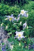 svetlomodrá Kvetina Orlíček Flabellata, Európsky Orlíček (Aquilegia) fotografie