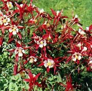 Columbine Flabellata, ევროპული Columbine წითელი ყვავილების