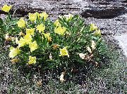 jaune Fleur Renoncule Blanche, Pâle Onagre (Oenothera) photo