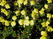 amarillo Flor Onagra (Oenothera fruticosa) foto