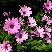 粉红色 花 雏菊，海角雏菊 (Osteospermum) 照片