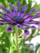 фіолетовий Квітка Остеоспермум (Капская Маргаритка) (Osteospermum) фото
