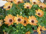 Gerbery, Pelerína Sedmokráska oranžový Kvetina