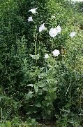 თეთრი ყვავილების Ostrowskia (Ostrowskia magnifica) ფოტო
