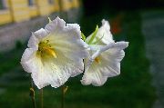 beyaz çiçek Ostrowskia (Ostrowskia magnifica) fotoğraf
