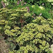 verde Flor Stonecrop Showy (Hylotelephium spectabile) foto