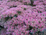 garden flowers lilac Showy Stonecrop Hylotelephium spectabile photos, description, cultivation and planting, care and watering
