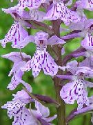 lilac Blóm Marsh Orchid, Sást Orchid (Dactylorhiza) mynd