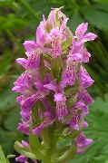 rosa Blomst Myr Orchid, Spotted Orkide (Dactylorhiza) bilde