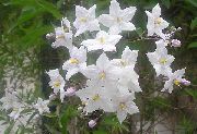 Jagoda (Ziemniak Winorośli, Niebieski Ziemniaków Krzewów) biały Kwiat