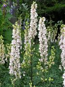 garden flowers white Monkshood Aconitum  photos, description, cultivation and planting, care and watering