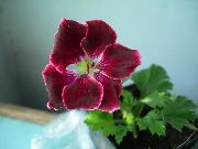 jak wino Kwiat Pelargonia (Pelargonium) zdjęcie
