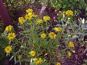 dzeltens Zieds Sedum Aizoon  foto
