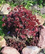burgundietis Zieds Stonecrop (Sedum) foto