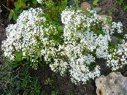 თეთრი ყვავილების Stonecrop (Sedum) ფოტო
