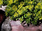 rumena Cvet Stonecrop (Sedum) fotografija