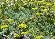 galben Floare Stonecrop (Sedum) fotografie
