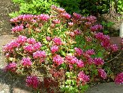 ροζ λουλούδι Stonecrop (Sedum) φωτογραφία
