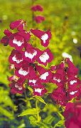 burgundia Virág Hegylábi Penstemon, Chaparral Penstemon, Bunchleaf Penstemon (Penstemon x hybr,) fénykép