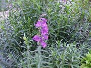 იასამნისფერი ყვავილების მთისწინა Penstemon, Chaparral Penstemon, Bunchleaf Penstemon (Penstemon x hybr,) ფოტო