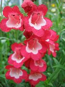κόκκινος λουλούδι Στους Πρόποδες Penstemon, Θάμνος Penstemon, Bunchleaf Penstemon (Penstemon x hybr,) φωτογραφία
