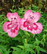 ვარდისფერი ყვავილების მთისწინა Penstemon, Chaparral Penstemon, Bunchleaf Penstemon (Penstemon x hybr,) ფოტო