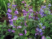 μωβ λουλούδι Στους Πρόποδες Penstemon, Θάμνος Penstemon, Bunchleaf Penstemon (Penstemon x hybr,) φωτογραφία