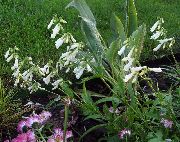 Penstemon Oriental, Beardtongue Peludo branco Flor