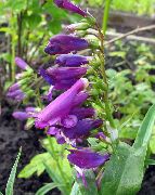 Penstemon Oriental, Beardtongue Peluda púrpura Flor
