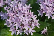 garden flowers lilac Egyptian star flower, Egyptian Star Cluster Pentas  photos, description, cultivation and planting, care and watering