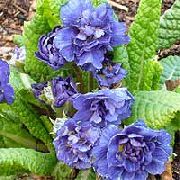 плава Цвет Јагорчевина (Primula) фотографија