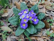 светло син Цвете Безстъблена Иглика (Primula) снимка