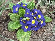 blau Blume Primel (Primula) foto