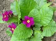 garden flowers purple Primrose Primula  photos, description, cultivation and planting, care and watering