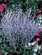 Ρωσική Φασκόμηλο γαλάζιο λουλούδι