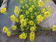keltainen Kukka Kori Kultaa (Alyssum) kuva